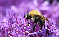 Common Carder Bee (Bombus pascuorum)